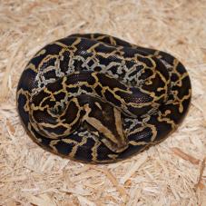 Burmese Python (Python molurus bivittatus)