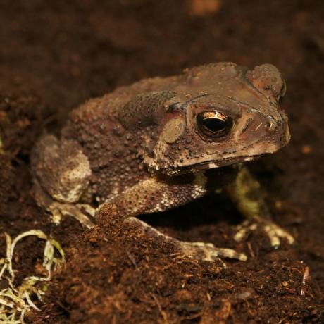 Asian Spiny Toad