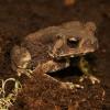 Asian Spiny Toad (Duttaphrynus melanostictus) photo
