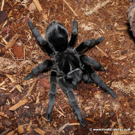 Brazilian Black Tarantula