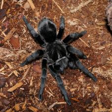 Brazilian Black Tarantula (Grammostola pulchra)