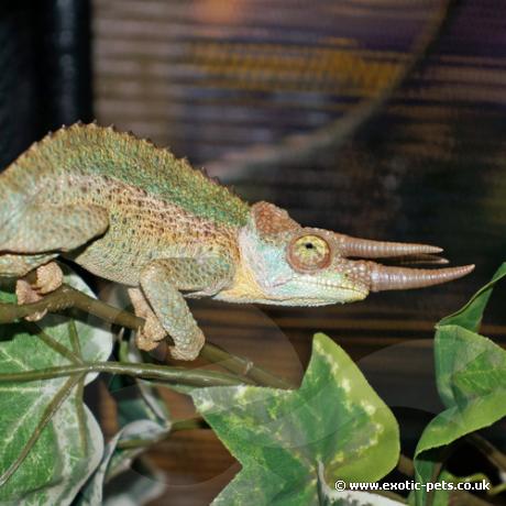 Jacksons Chameleon