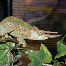 Jacksons Chameleon (Trioceros jacksonii jacksonii)