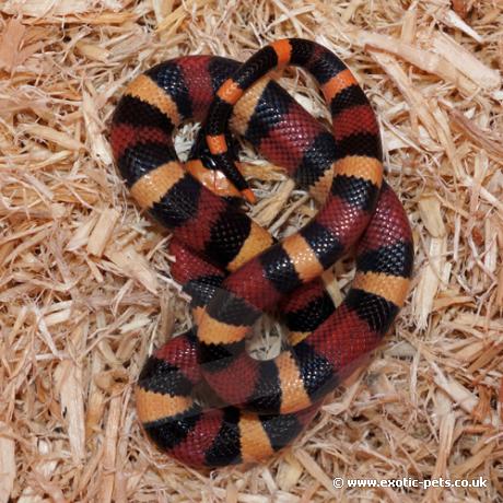 Apricot Pueblan Milk Snake Baby