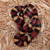 Apricot Pueblan Milk Snake Baby photo
