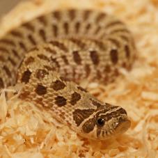 Western Hognose Snake (Heterodon nasicus)