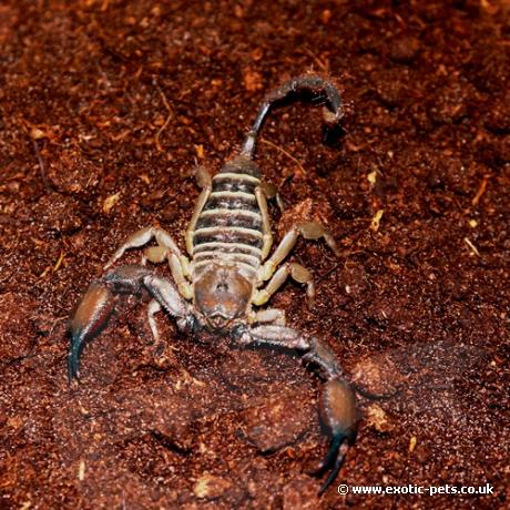 Banded Flat Rock Scorpion