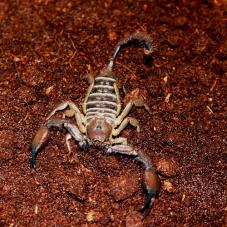 Banded Flat Rock Scorpion (Hadogenes paucidens)