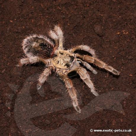 Chile Gold Burst Tarantula