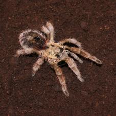 Chile Gold Burst Tarantula (Paraphysa parvula)