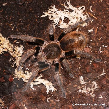 Chile Green Velvet Tarantula