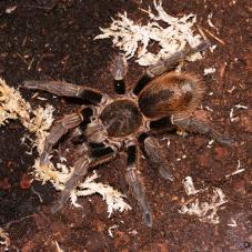 Chile Green Velvet Tarantula (Thrixopelma sp. Chile)