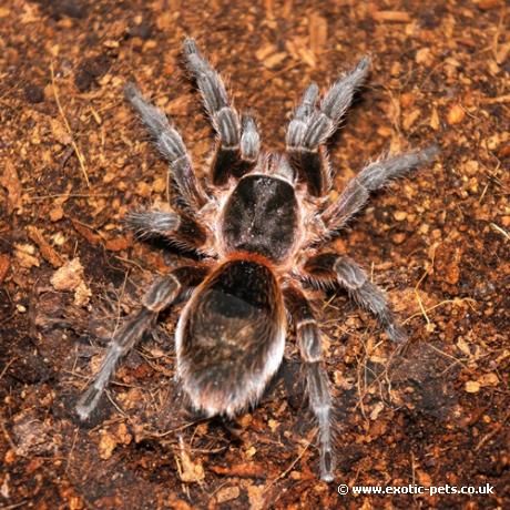 Chile Pink Burst Tarantula