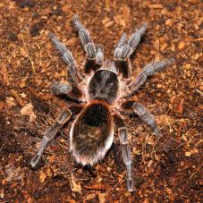 Chile Pink Burst Tarantula (Phrixotrichus scrofa)