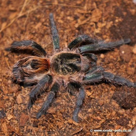 Chile Tiger Tarantula