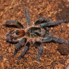 Chile Tiger Tarantula (Paraphysa sp. Tiger)