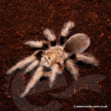 Desert Blonde Tarantula