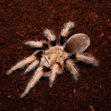 Desert Blonde Tarantula (Aphonopelma chalcodes)