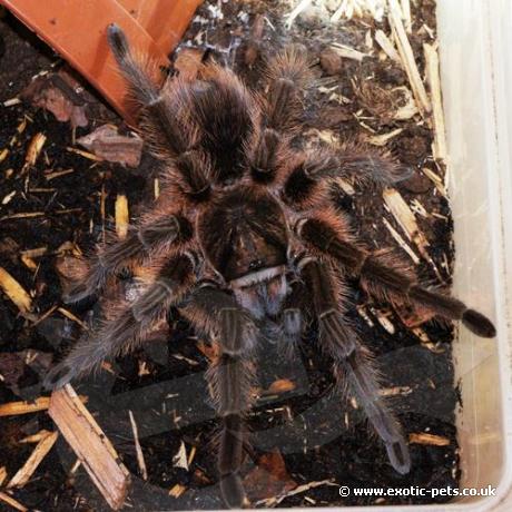 Haitian Brown Birdeater