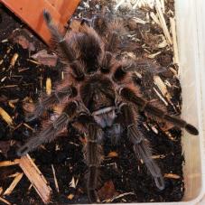 Haitian Brown Birdeater (Phormictopus cancerides)