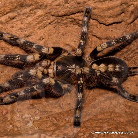 Ivory Ornamental Tarantula