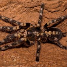 Ivory Ornamental Tarantula (Poecilotheria subfusca)