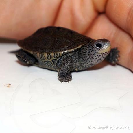 Diamondback Terrapin