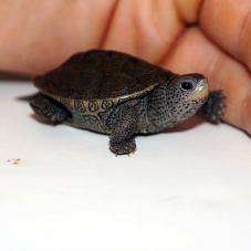 Diamondback Terrapin (Malaclemys terrapin)