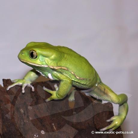 Waxy Monkey Tree Frog