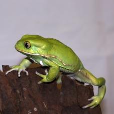 Waxy Monkey Tree Frog (Phyllomedusa sauvagii)