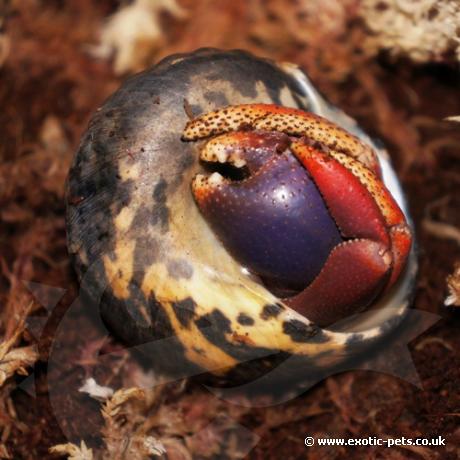 Purple Clawed Hermit Crab