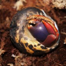 Purple Clawed Hermit Crab (Coenobita clypeatus)