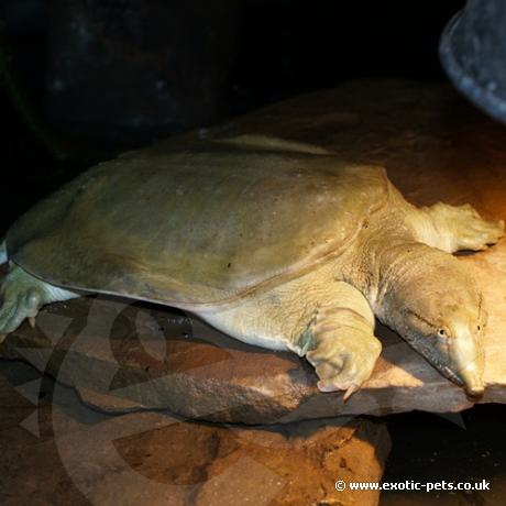 Chinese Soft Shell Turtle