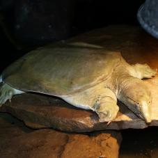 Chinese Soft Shell Turtle (Trionyx sinensis)