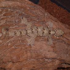 Flying Gecko (Ptychozoon kuhli)