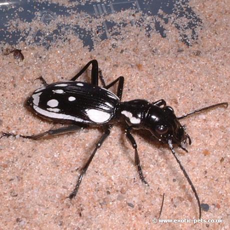 Egyptian Predator Beetle
