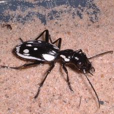 Egyptian Predator Beetle (Anthia sexmaculata)