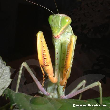 African Lined Mantis