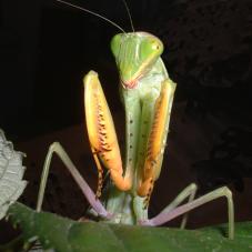 African Lined Mantis (Sphodromantis lineola)