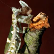 Jeweled Flower Mantis (Creobroter gemmatus)