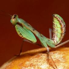 Blue Flash Mantis (Sphodromantis sp. Congo)