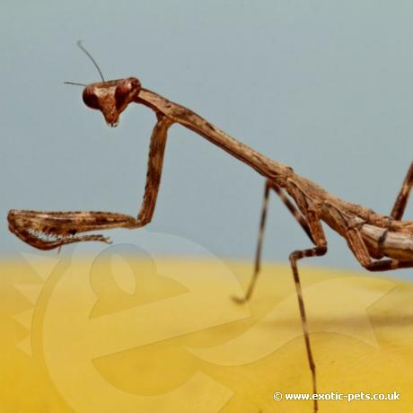 Peacock Mantis