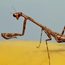 Peacock Mantis (Pseudempusa pinnapavonis)