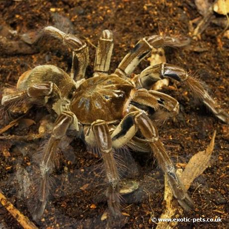 Burgundy Goliath Birdeater Sub/Adult