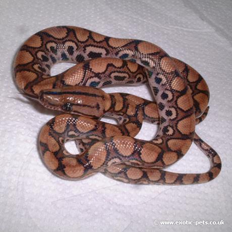 Brazilian Rainbow Boa