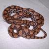 Brazilian Rainbow Boa photo