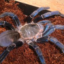 Cobalt Blue Tarantula (Haplopelma lividum)