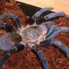Cobalt Blue Tarantula photo