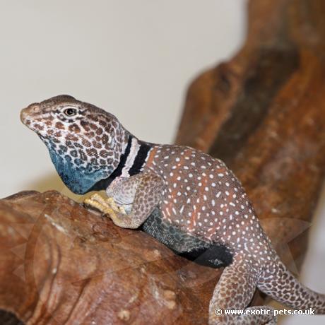 Desert Collared Lizard