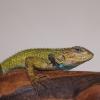 Emerald Swift - Male photo